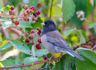 An Oregon Dark-eyed Junco enjoying fall blackberries