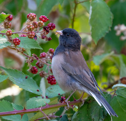 An Oregon Dark-eyed Junco enjoying fall blackberries