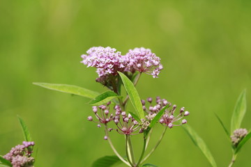 Asclepias syriaca ,Milkweed American important for monarchs
