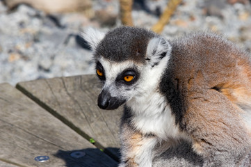 Lemur alert