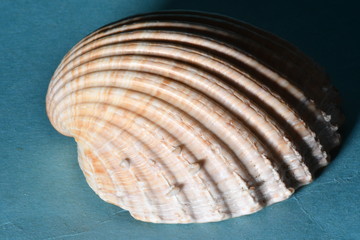 CONCHA
