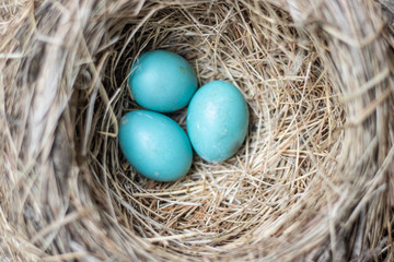 Naklejka na ściany i meble Three beautiful blue robin bird eggs resting in a nest