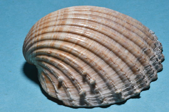 CONCHA