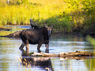 moose © Ralph
