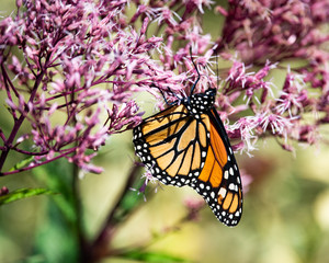  A monarch butterfly feeding on Joe Pye flowers