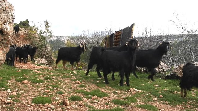 A herd of black goats on the trail in the mountains of Turkey. Animals are interspersed with ear tags

