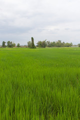 Fototapeta premium green rice field