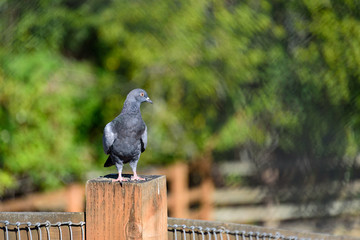Pigeon on watch standing on a wood fence post, selective focus, pasture and trees in background
