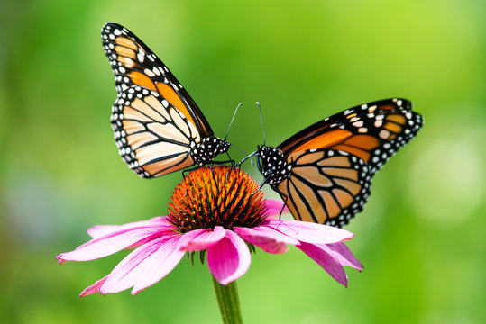 Two monarch butterflies feeding on a pink cone flower