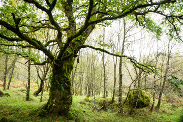 Ariundle Oak
