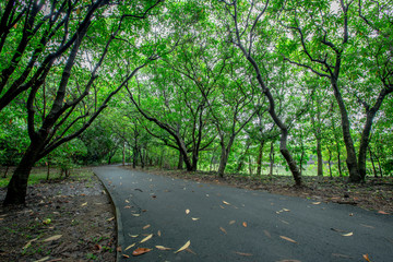 Sri Nakhon Khuean Khan Park and Botanical Garden (Bang Kachao), is a garden with green nature. People are biking. Bird watching or studying the ecological nature of Amphoe Phra Pradaeng, Samut Prakan.
