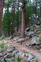Trail Winds Up Through Forest