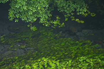 Spring waters of Oike pond