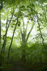 The walkway to the Oike pond
