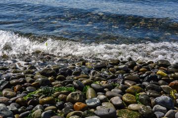 Small round rocks, multicolored, seaweed, calm water with small waves, rocky beach nature...