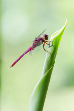 libelula
