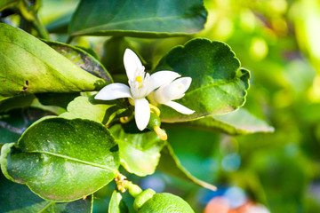 Três etapas do limão