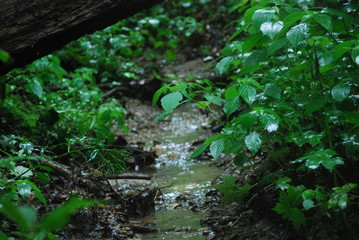 little stream