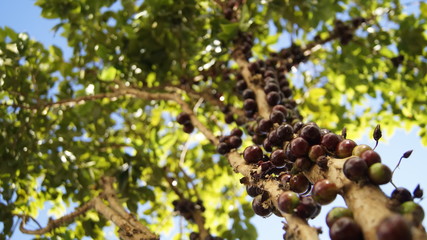 Jaboticaba 