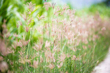 Beautiful grass meadow