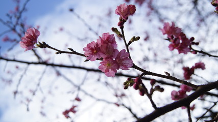 Flowering Cherry Trees