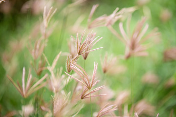 Fototapeta na wymiar Beautiful grass meadow