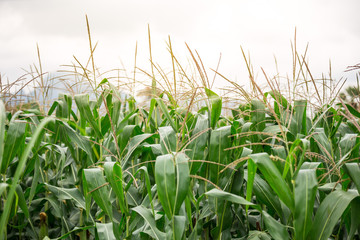 Obraz premium Beautiful cornfields