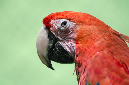 guacamaya