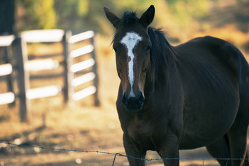 Australian horse in the paddock during the day