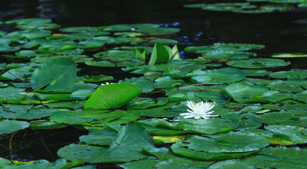 Lily flower blossoms or amazing lotus blooming on pond. White water lilies floating on a river landscape. Beautiful white flower with green leaves on lake surface.