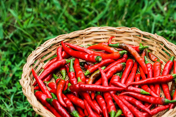 Red hot Thai chilies or peppers in the bamboo basket on  the garden background, Summer in GA USA.