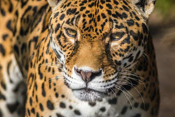 Leopard, Panthera Pardus, closeup, has beautiful spotted fur