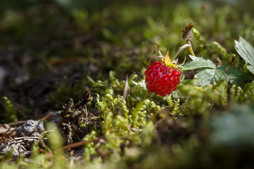 Mountain wild strawberry in the undergrowth. Complementary magenta and green colors. Photo taken at an altitude of 1700 meters.