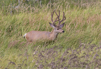 Mule deer (Odocoileus hemionus)
