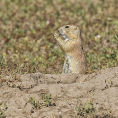 Feeding Black-tailed prairie dog (Cynomys ludovicianus)