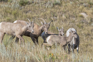Family Of Bighorn sheeps (Ovis canadensis)