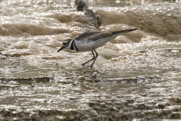 Killdeer (Charadrius  vociferous) feeding in Mammoth Hot Springs
