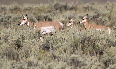 pronghorn antelopes