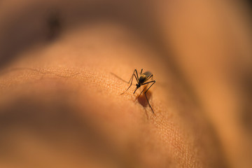Close up of a mosquito sucking blood, selective focus