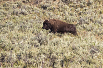 Running Calf Of American buffalo (Bison bison)