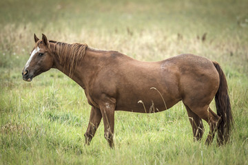 Chestnut colored horse in field.