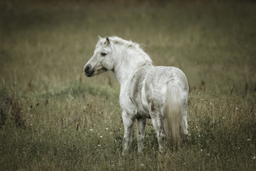 Obraz premium Biały kolor konia w polu.