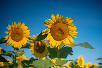 Isolated sunflowers in full bloom under intense blue sky