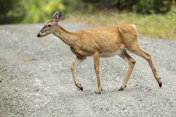 White tailed deer crossing a gravel road.