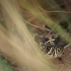 Eastern Diamondback Rattlesnake (Crotalus adamanteus)