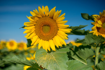 Isolated sunflowers in full bloom, pollen on leaf