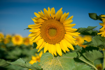 Isolated sunflower in full bloom, pollen on leaf