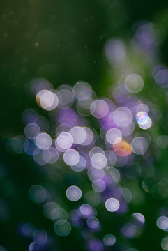 Abstrakt Bokeh Nat&uuml;rlich Gr&uuml;n Violett