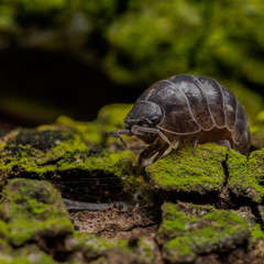 Pillbug (Armadillidium vulgare)