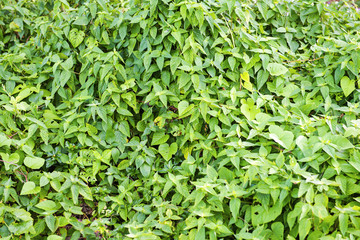 The leaves grow in the morning for stacked beautiful backdrop